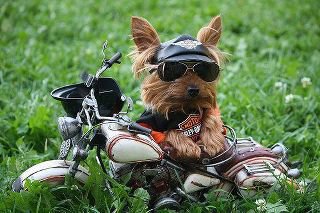 motobonia.jpg