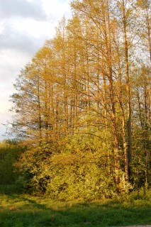 DSC_0020.jpg