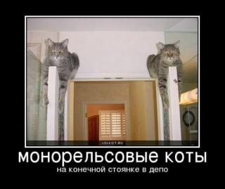 koty-v-depo_1276177914.jpg