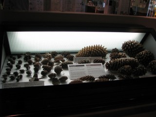 Copy of IMG_4672.JPG
